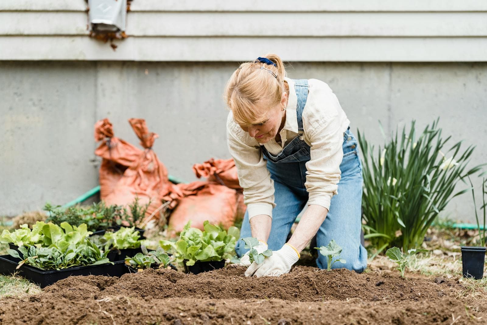A senior planting seedlings in a garden